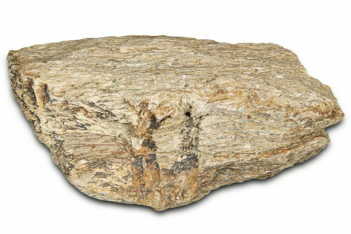 Dinosaur (Triceratops) Frill Shield Section - Montana #366644